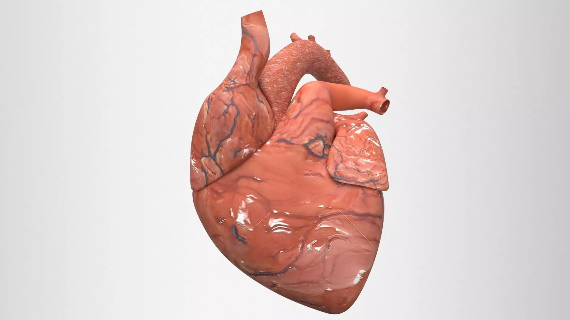 human heart 3d model 3D model