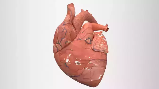 human heart 3d model