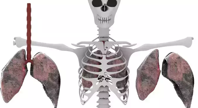 smoked lungs Low-poly 3D model