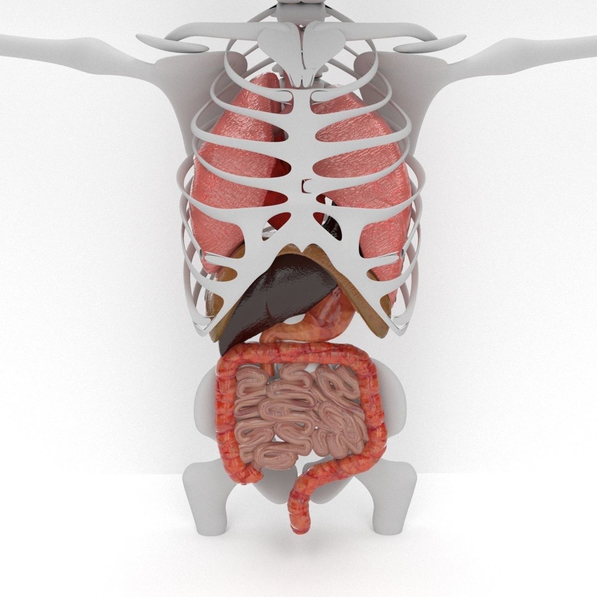 human internal organs 3D model_3
