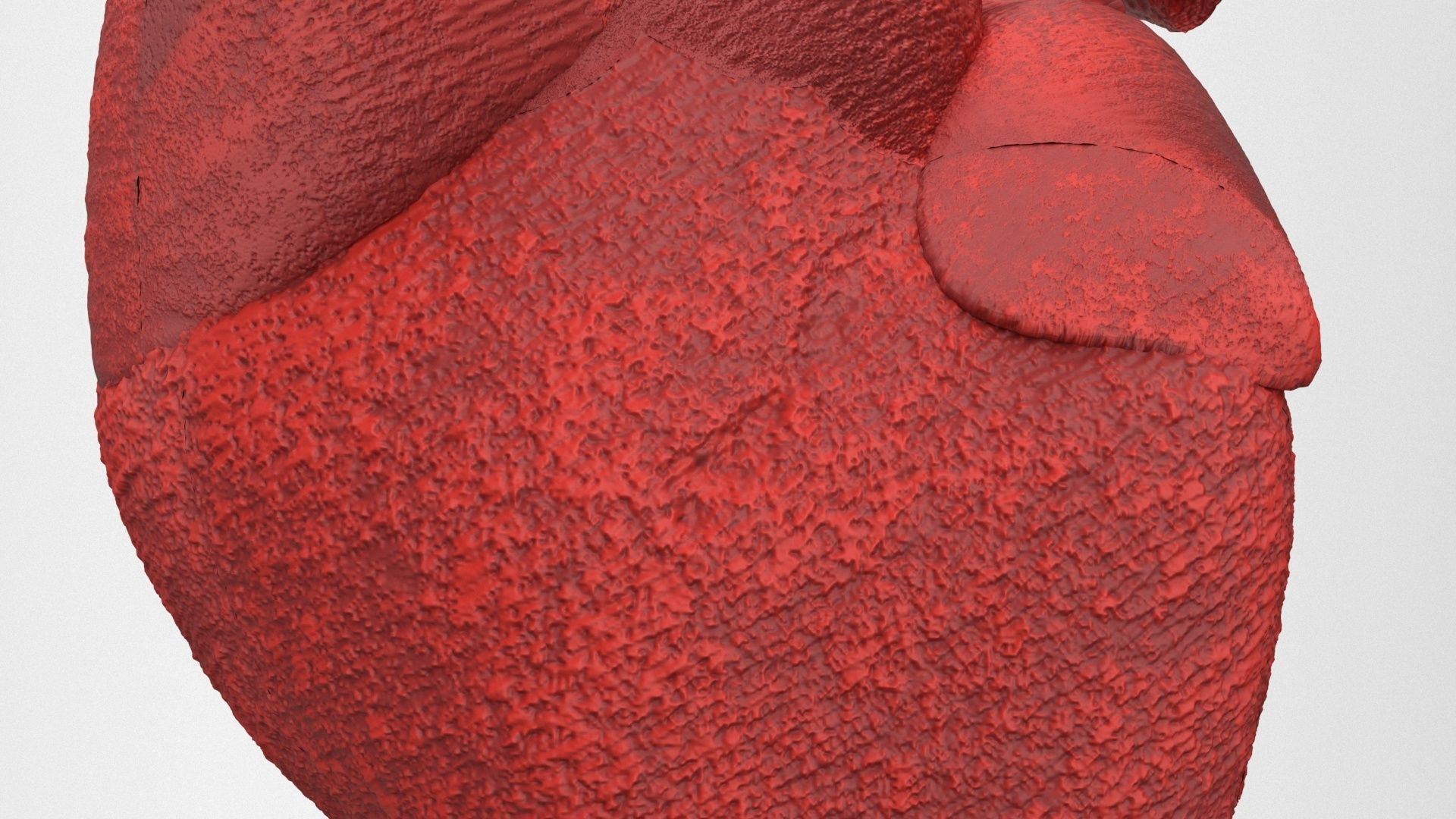 human internal organs 3D model_24