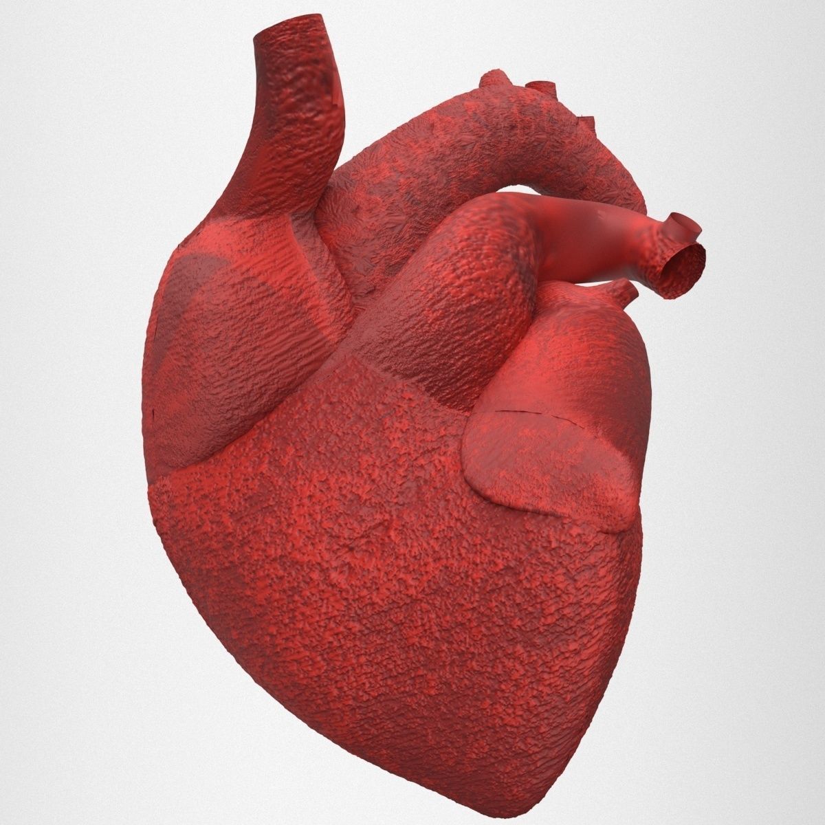 human internal organs 3D model_23