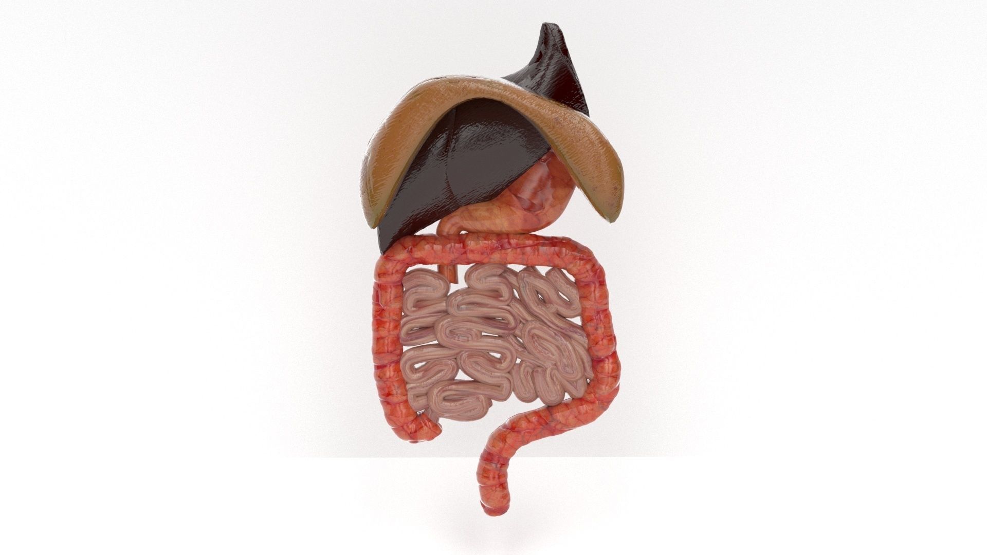 human internal organs 3D model_2