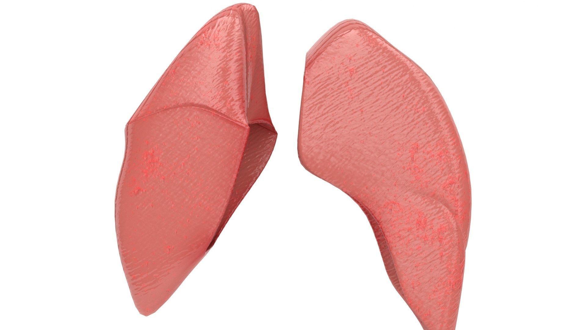 human internal organs 3D model_16