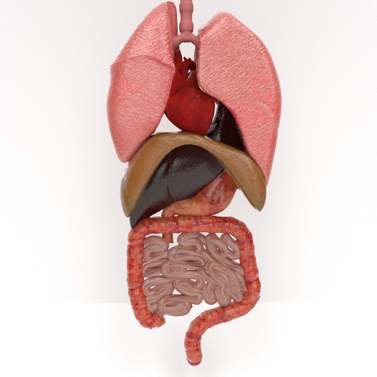 human internal organs 3D model_6