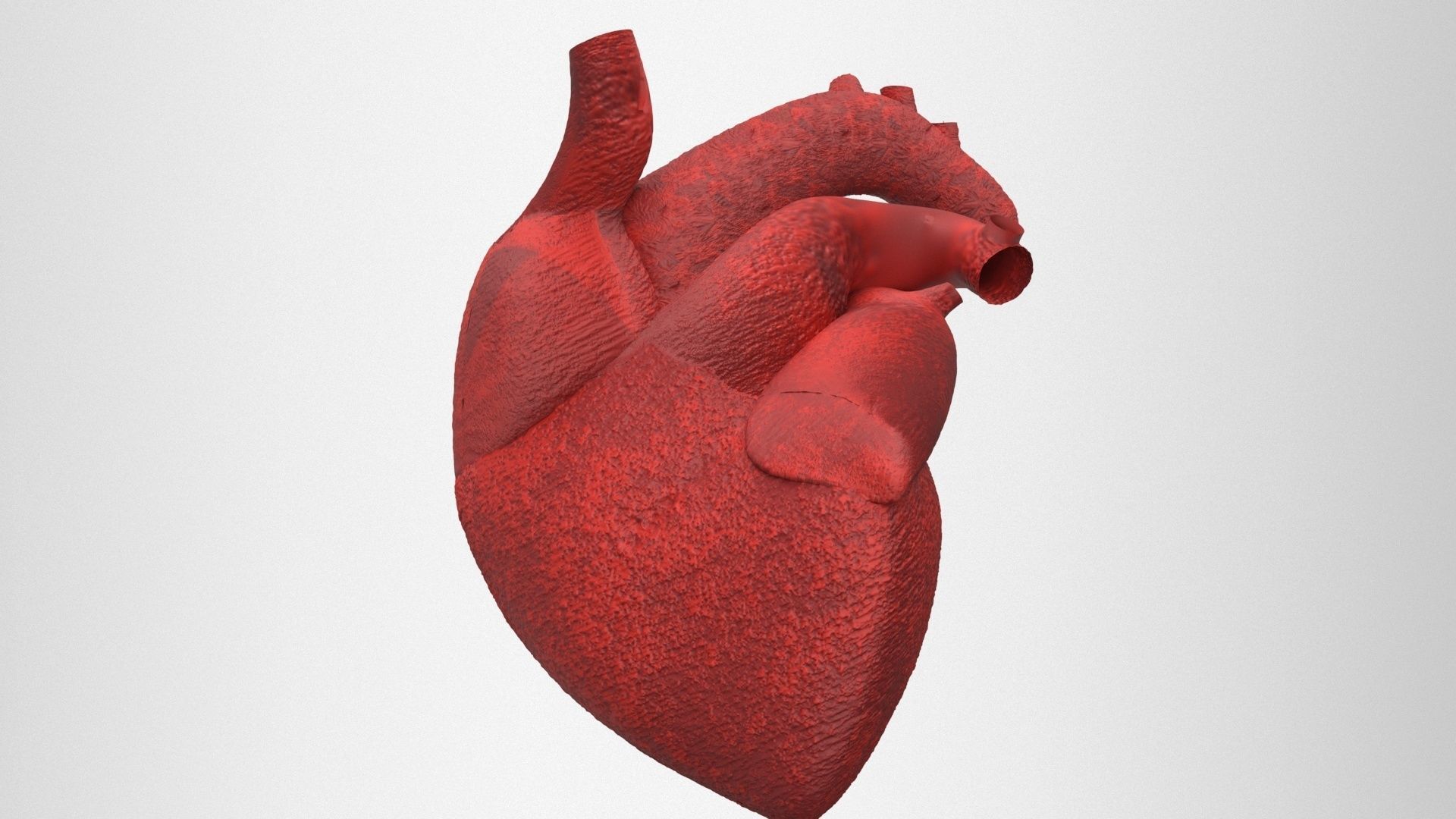 human internal organs 3D model_22