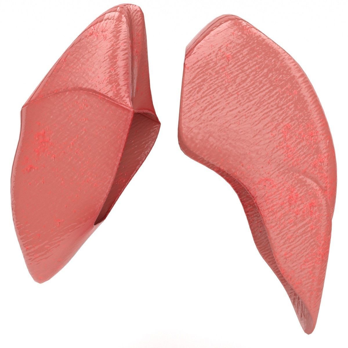 human internal organs 3D model_18