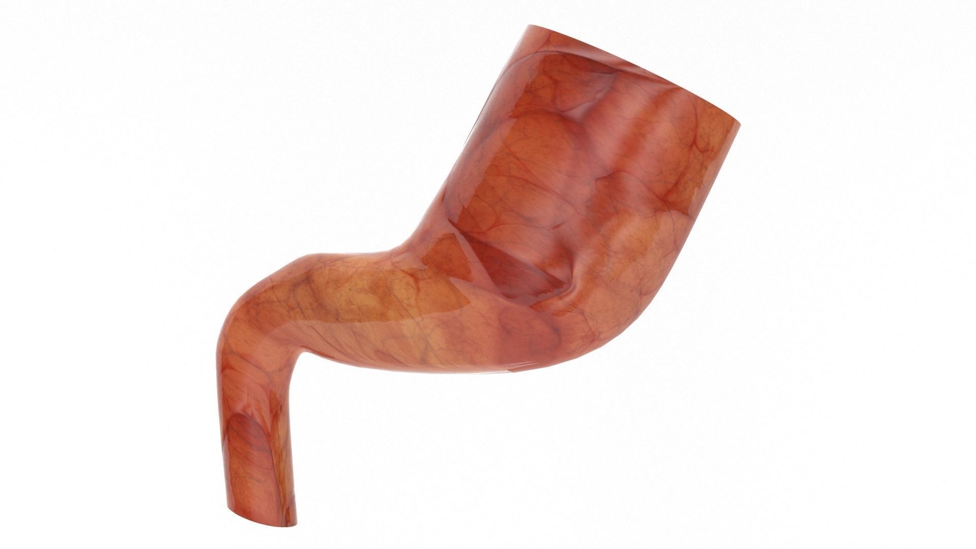 human internal organs 3D model_10