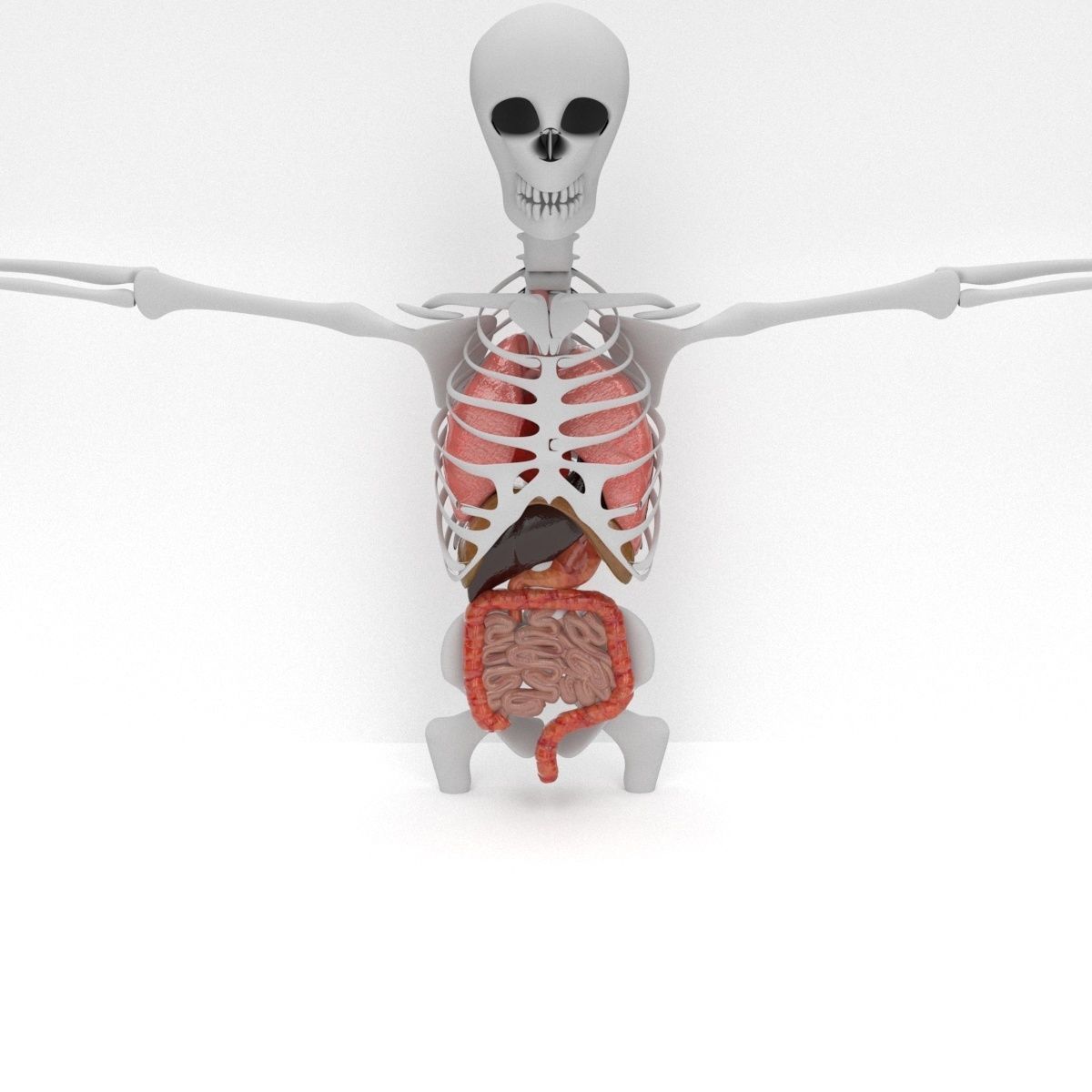 human internal organs 3D model_4