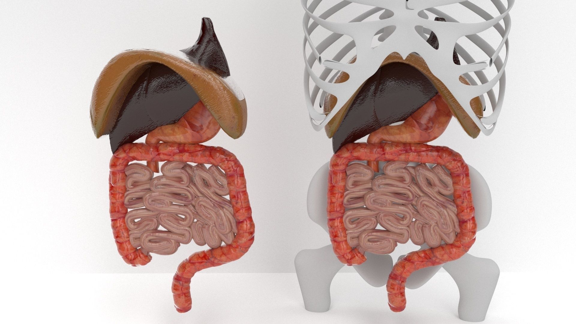 human internal organs 3D model_13