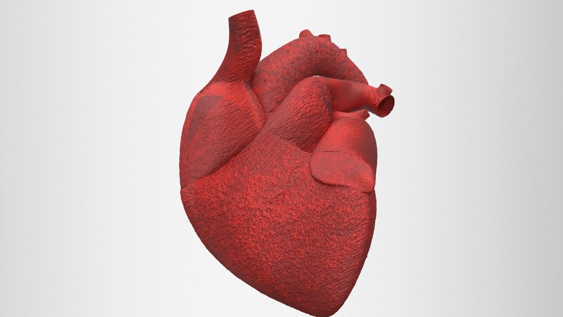 human internal organs 3D model_21