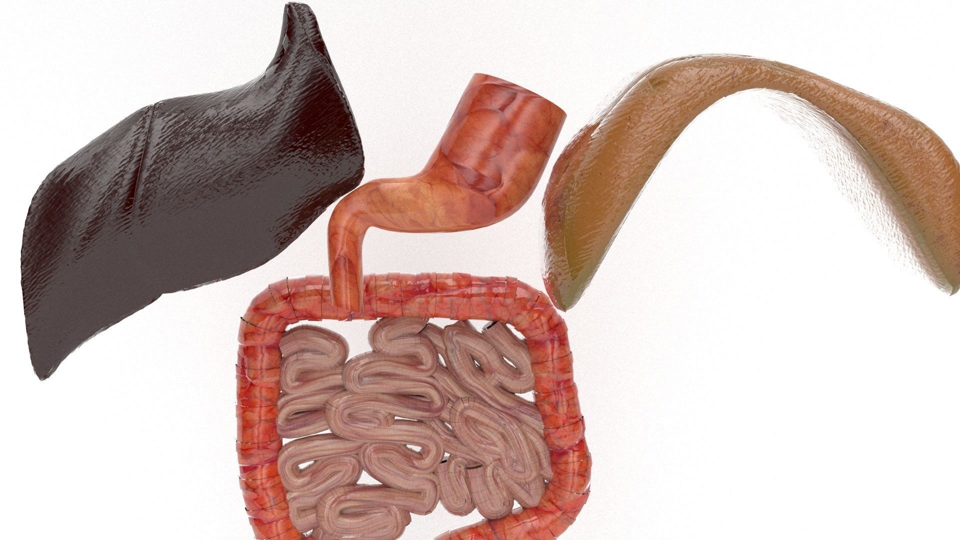 human internal organs 3D model_8