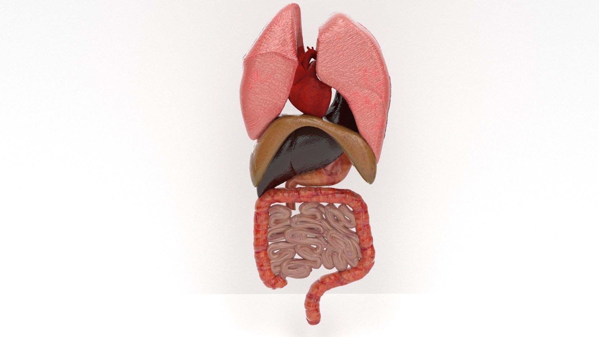 human internal organs 3D model_1