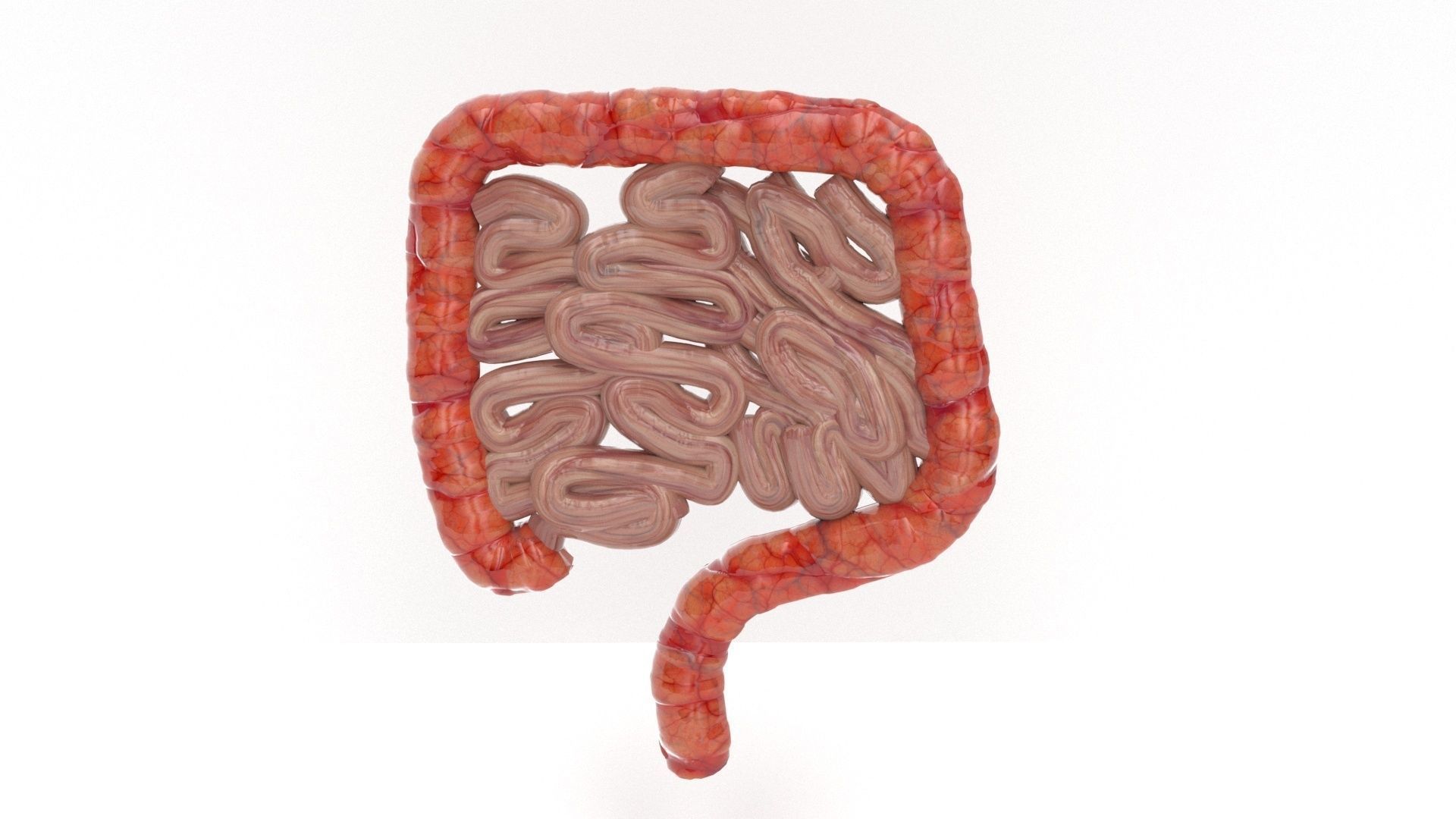 human internal organs 3D model_11