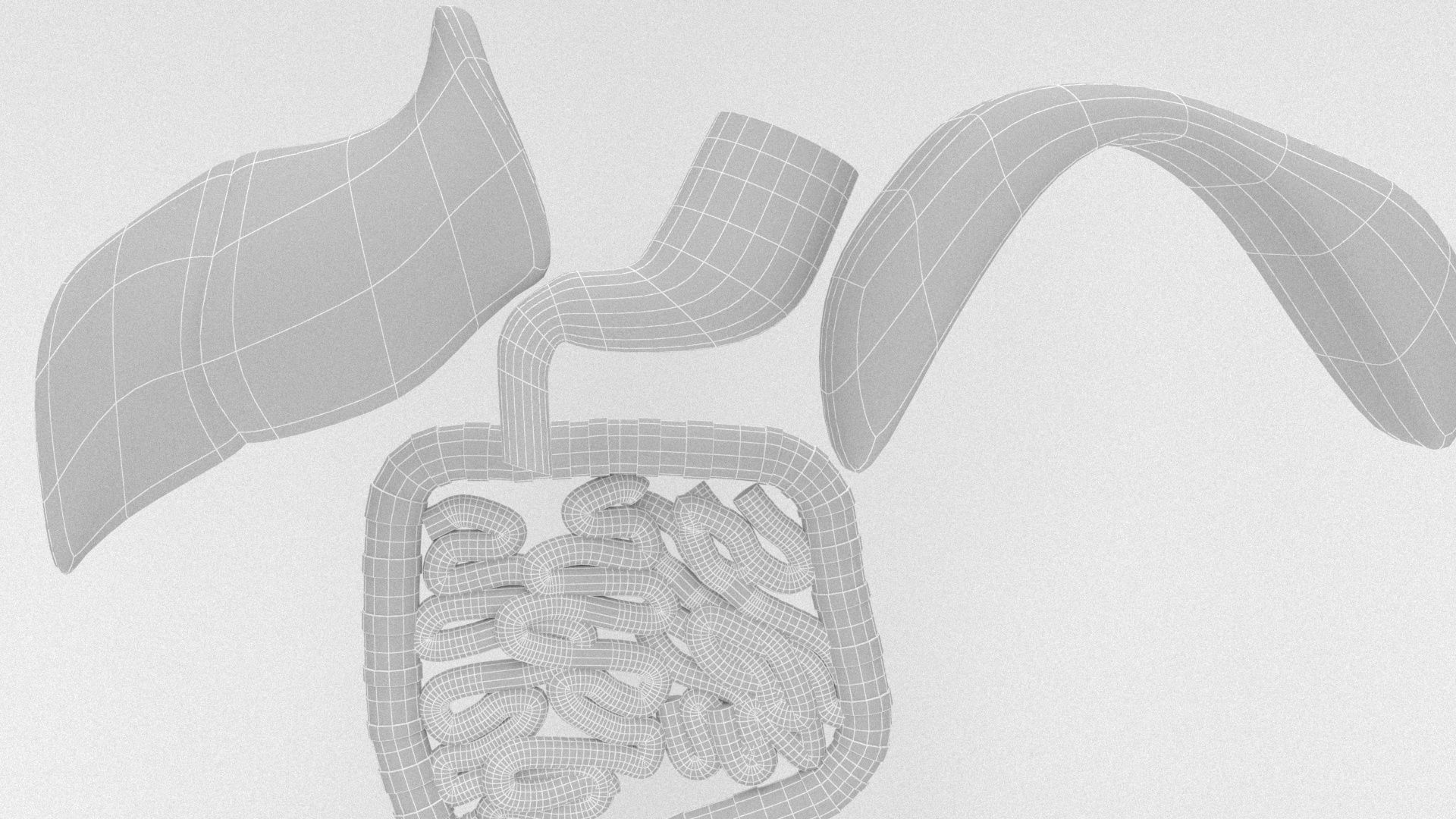 human internal organs 3D model_14