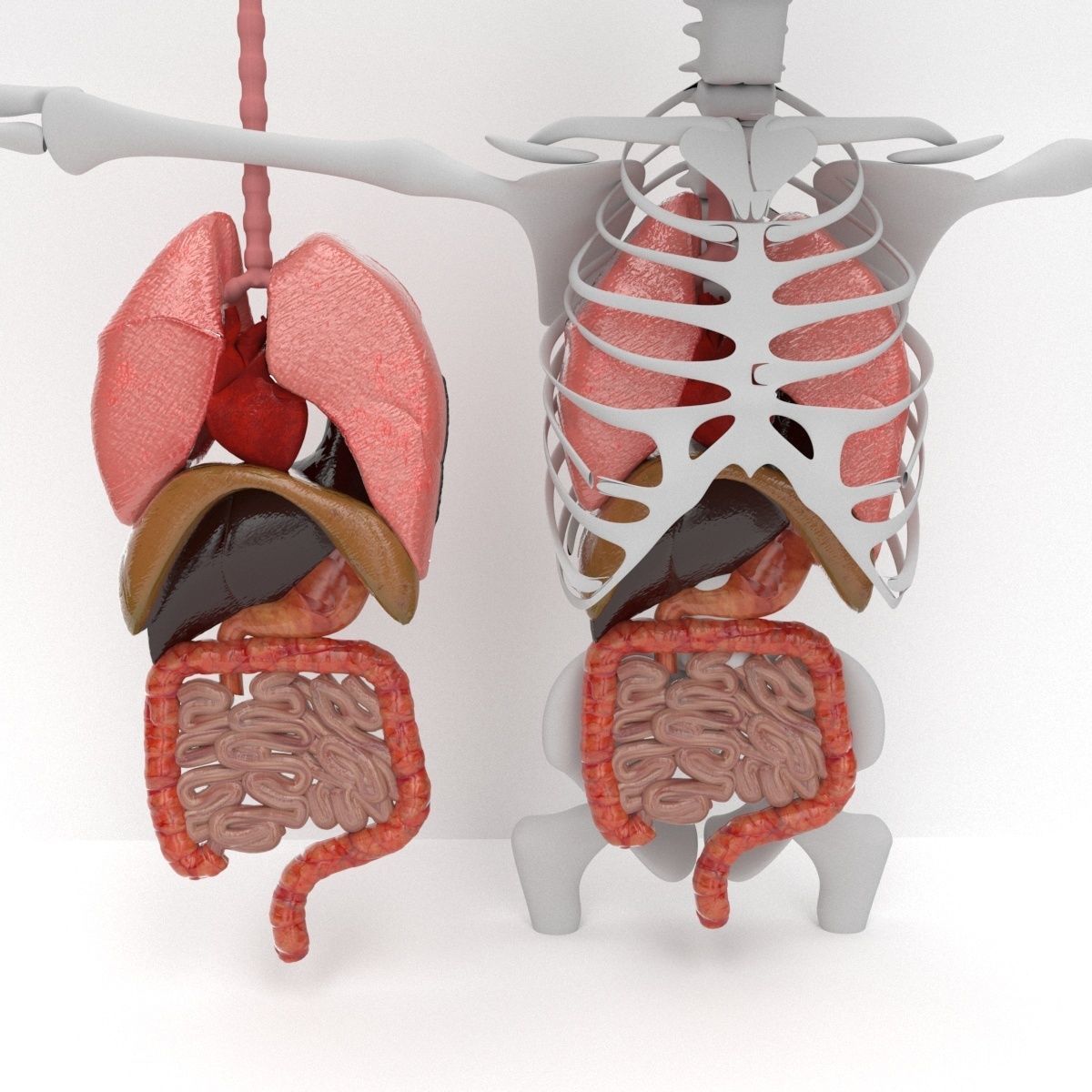 human internal organs 3D model_5