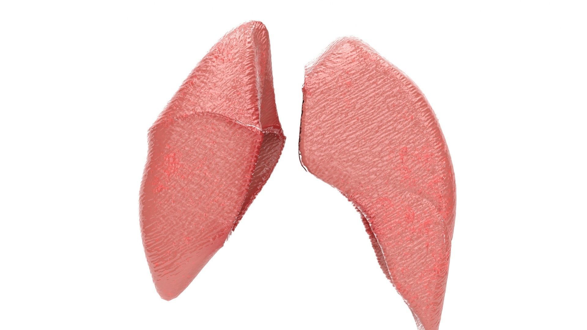 human internal organs 3D model_15