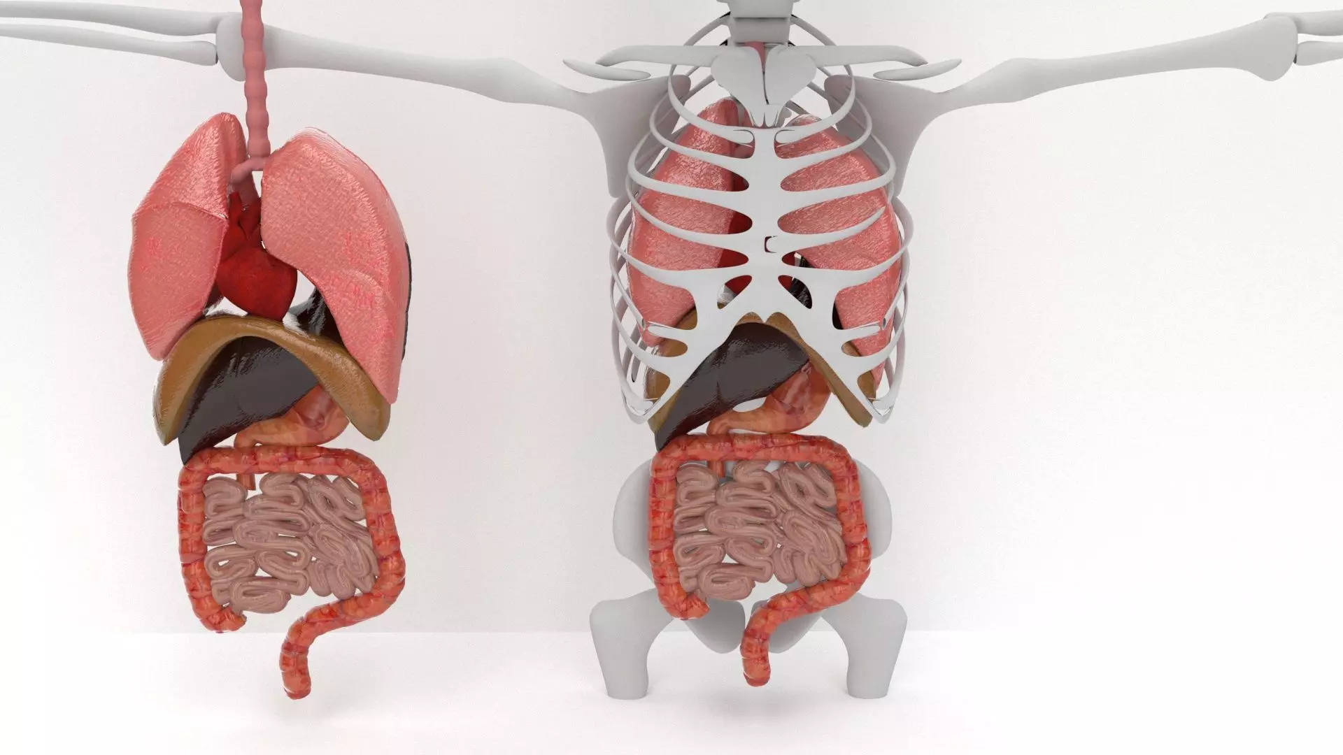 human internal organs 3D model_0