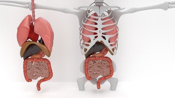 human internal organs 3D model