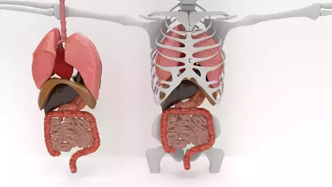 human internal organs 3D model human internal organs 3D model