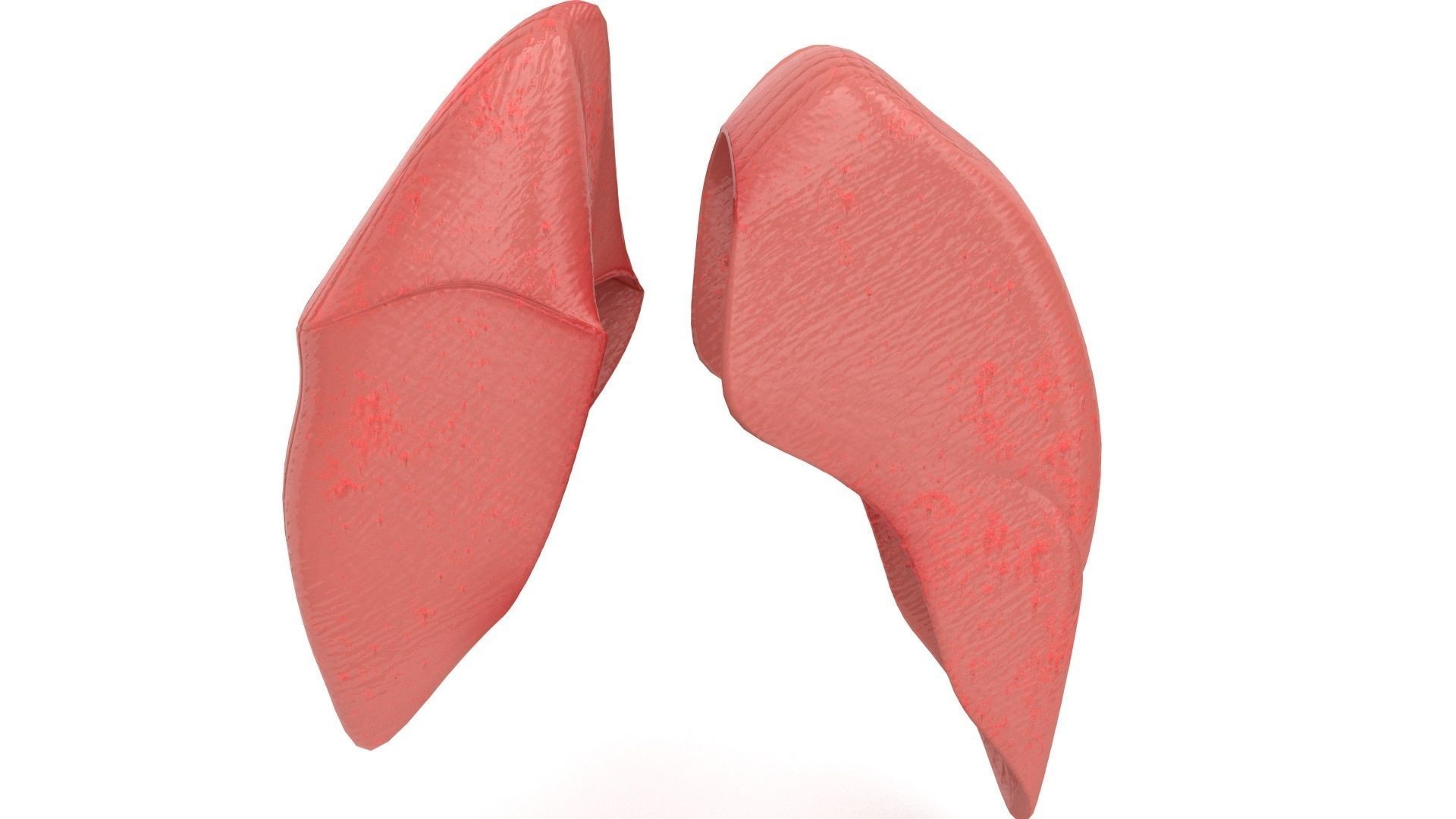 human internal organs 3D model_17