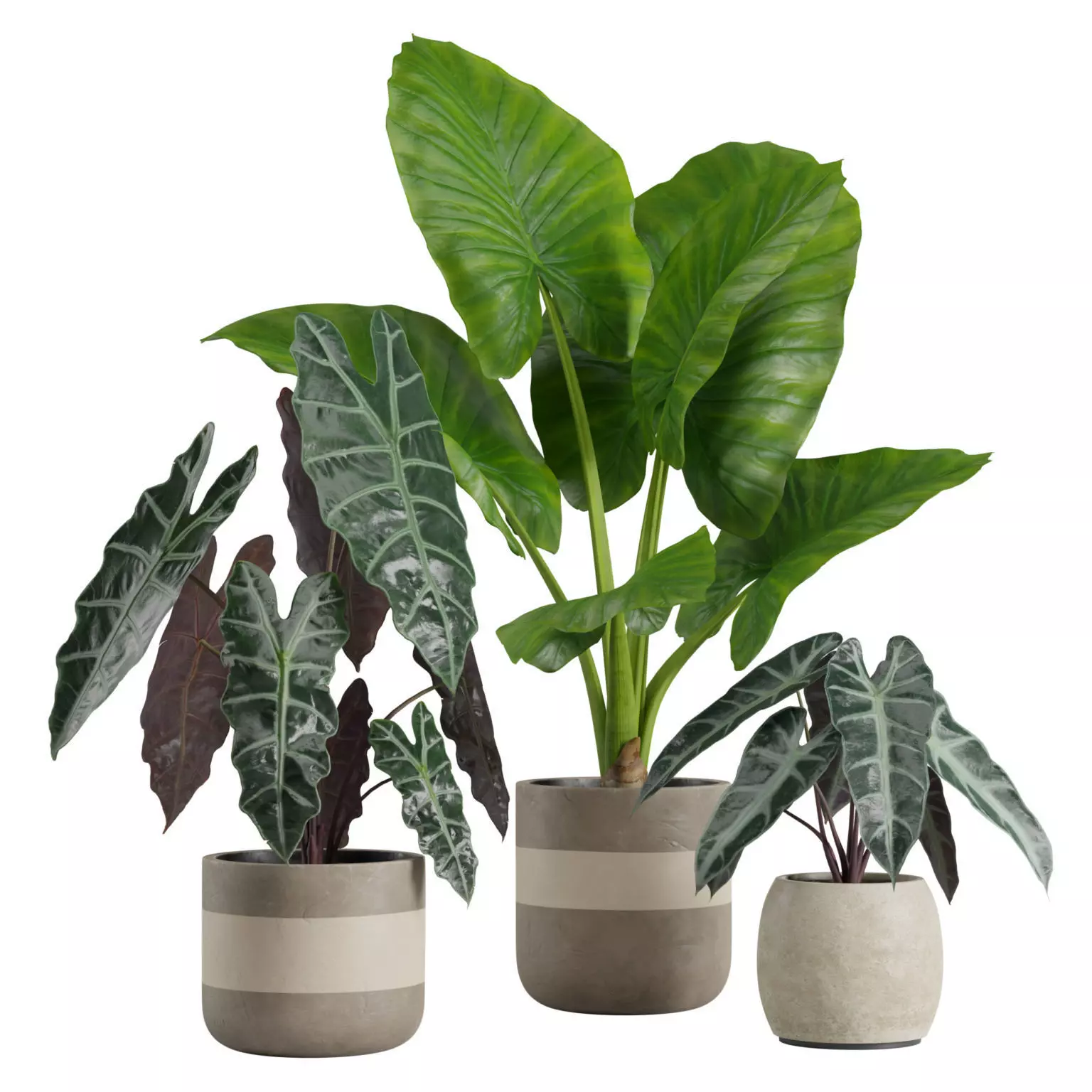 Alocasia Plants Set 3D model