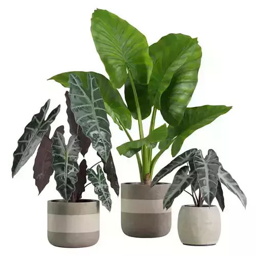Alocasia Plants Set