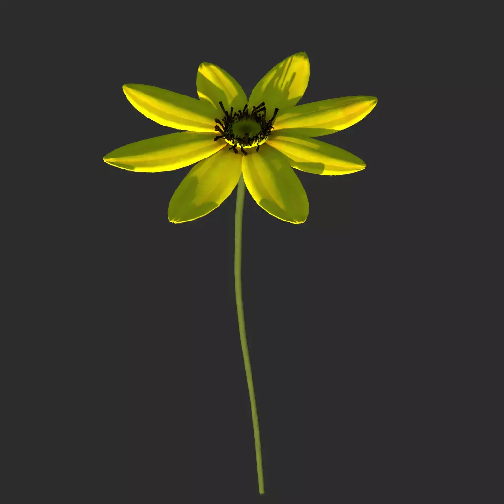 Sun Flower Free 3D model