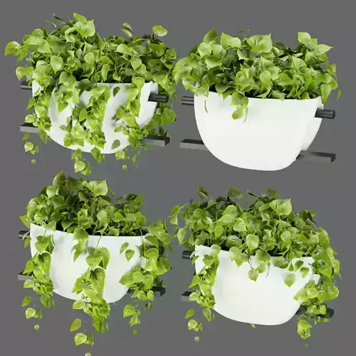 Collection plant vol 343 - pothos - hanging - cinema 4d  3D model