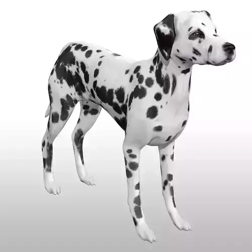 Dalmatian Rig