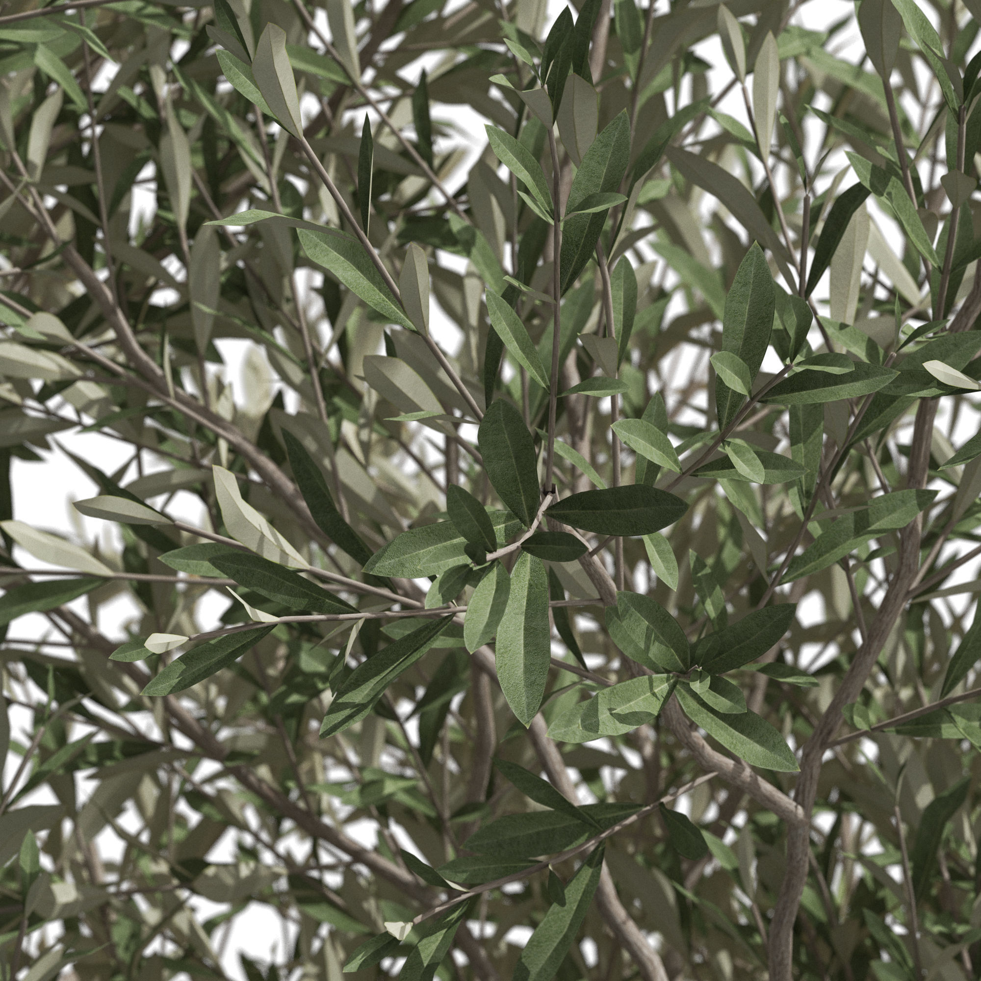 Plants collection 724 3D model_1
