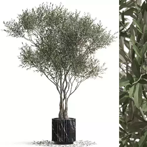 Plants collection 724 3D model