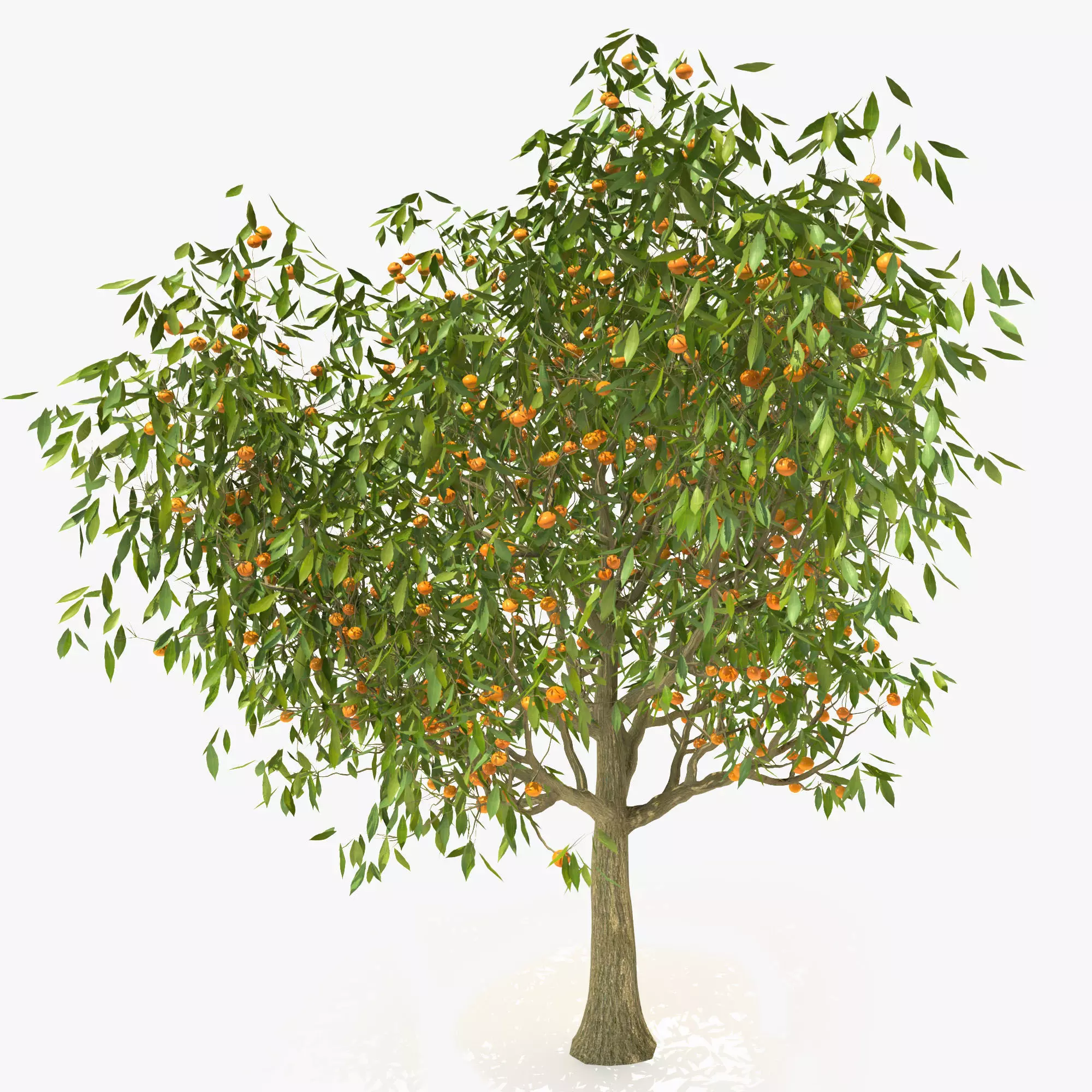 Tangerine Orange Tree 3D model