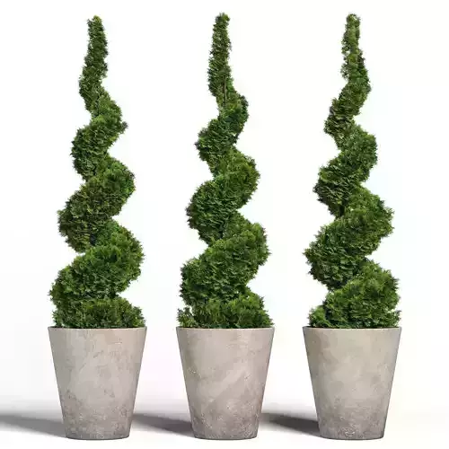 Topiary cypresses in modern planters