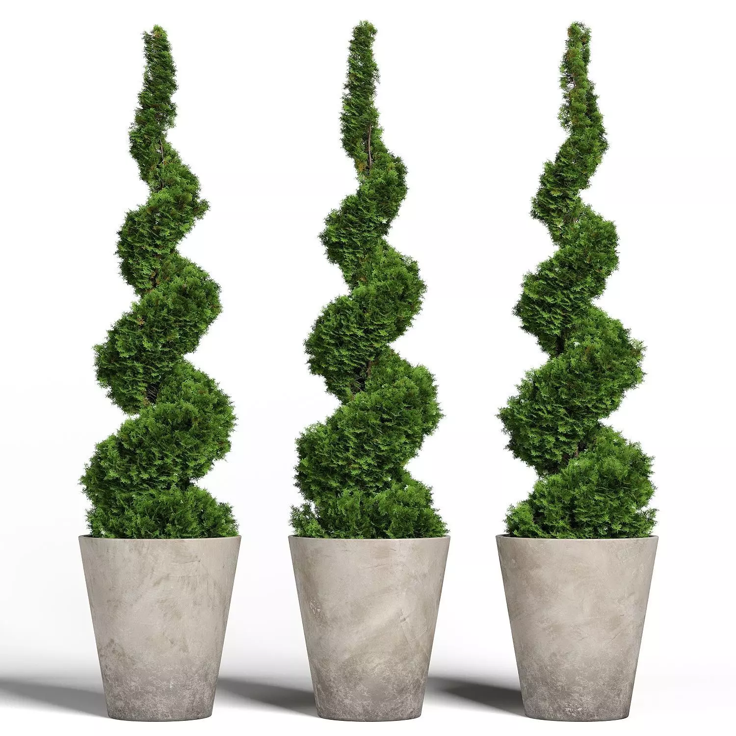 Topiary cypresses in modern planters 3D model_0