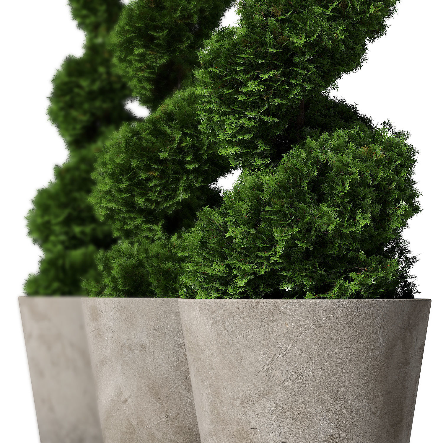 Topiary cypresses in modern planters 3D model_1