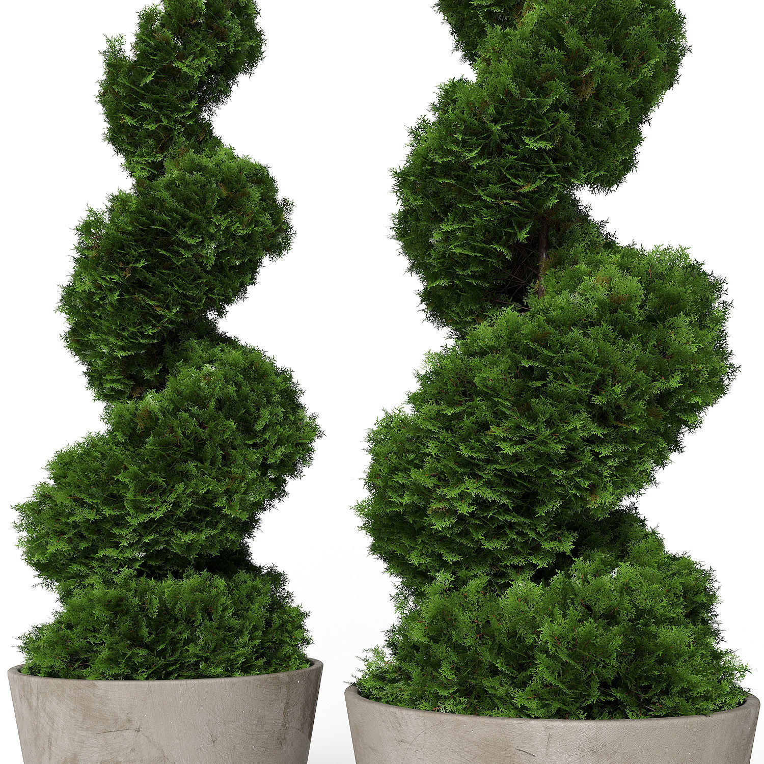 Topiary cypresses in modern planters 3D model_2