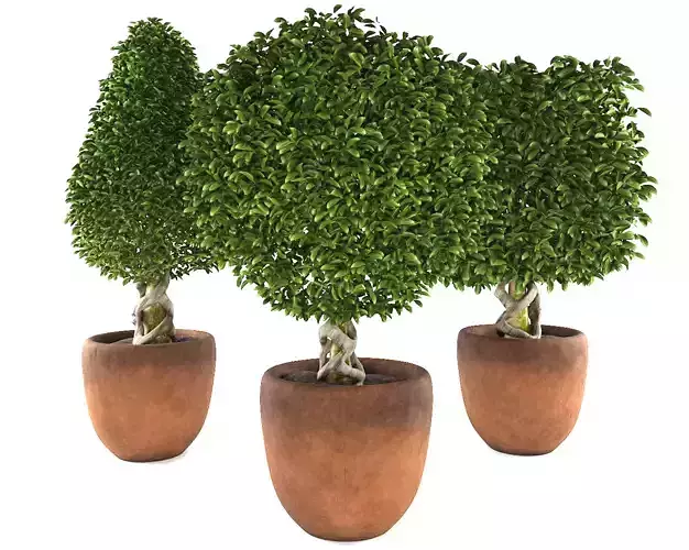 Collection of plants 001 Boxwood trees
