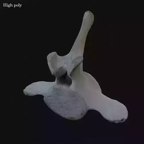 Whale vertebra Low-poly 3D model