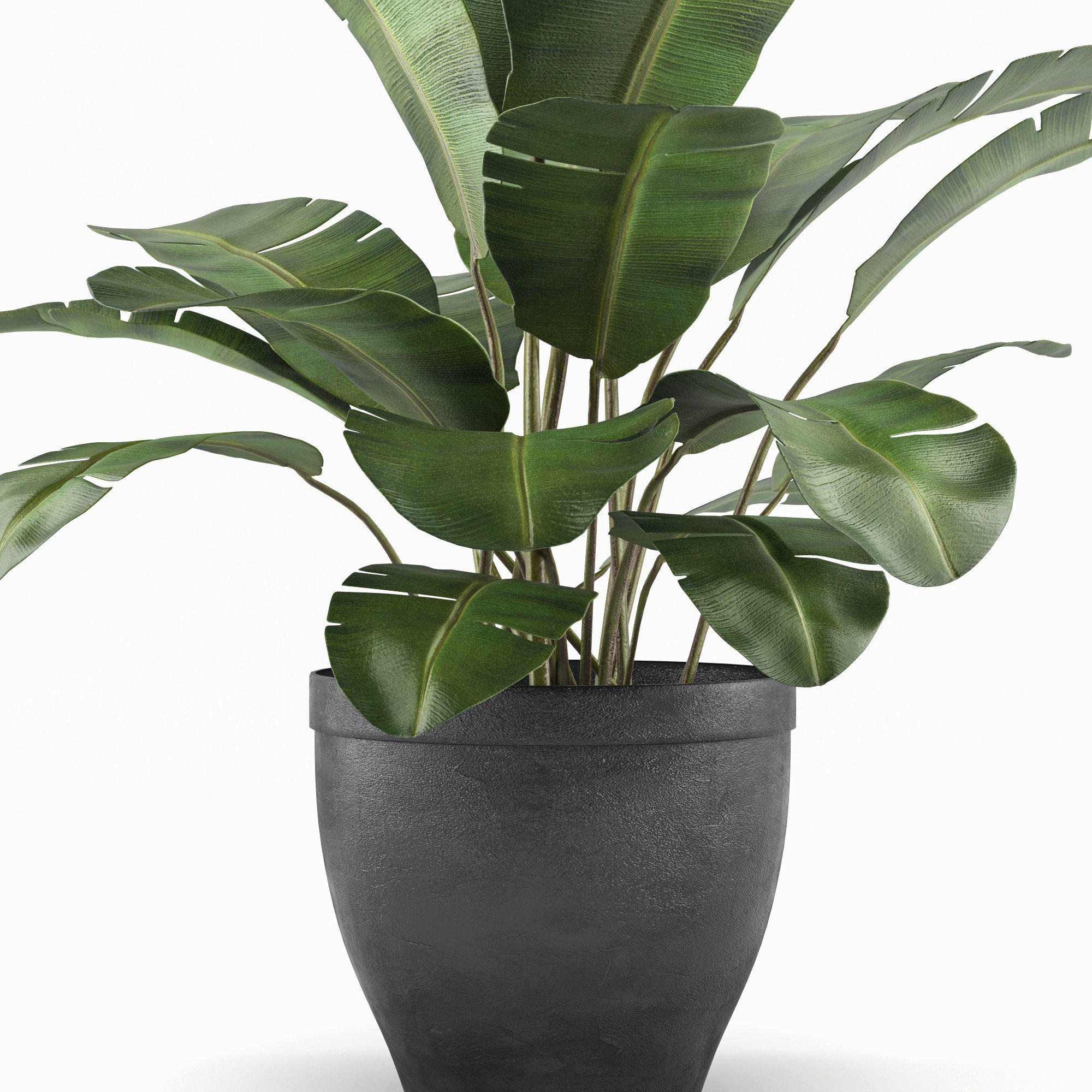 bathroom collection 4 banana plant in pot _6