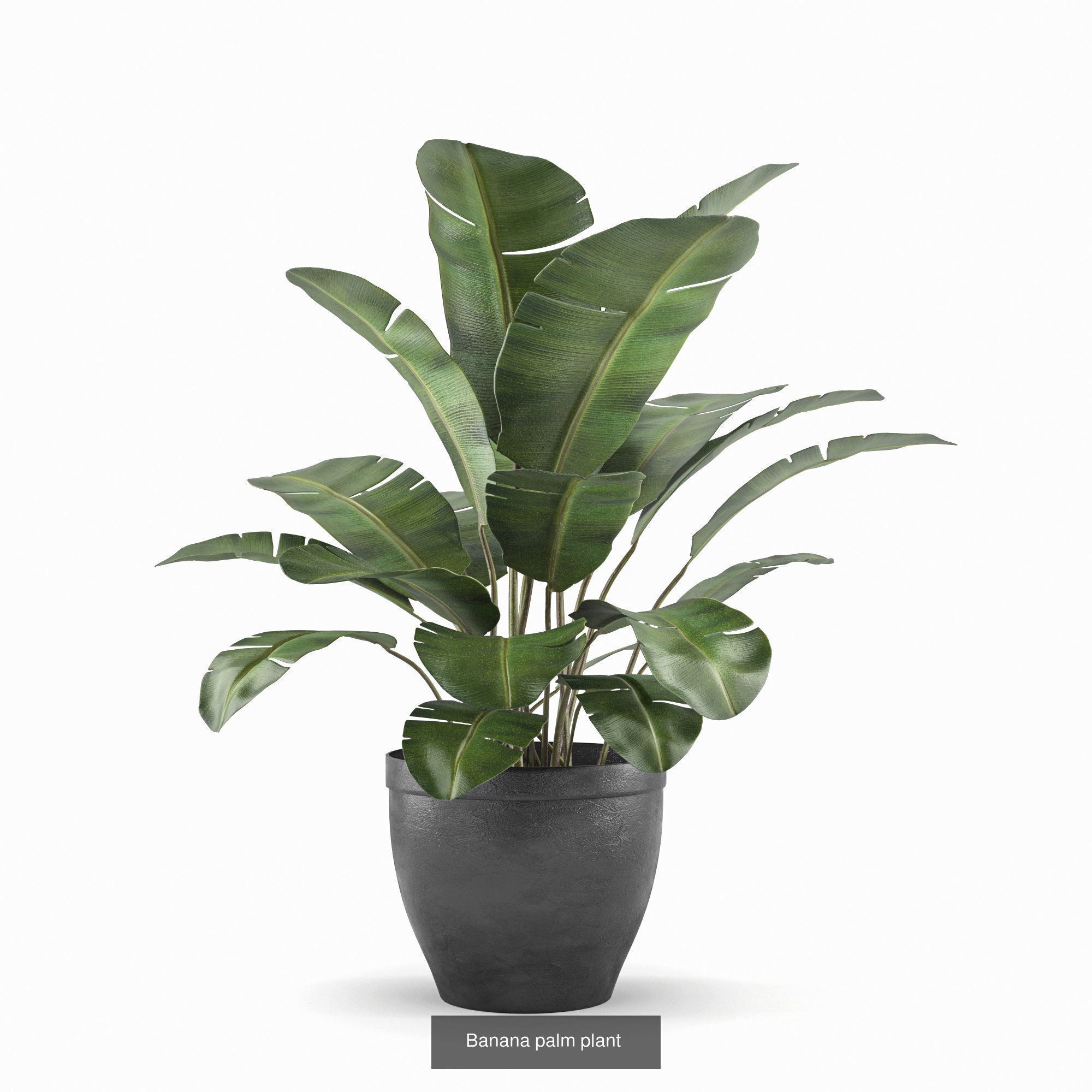 bathroom collection 4 banana plant in pot _1