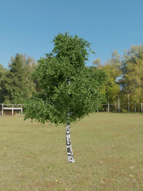 Birch tree with procedural textures Free 3D model