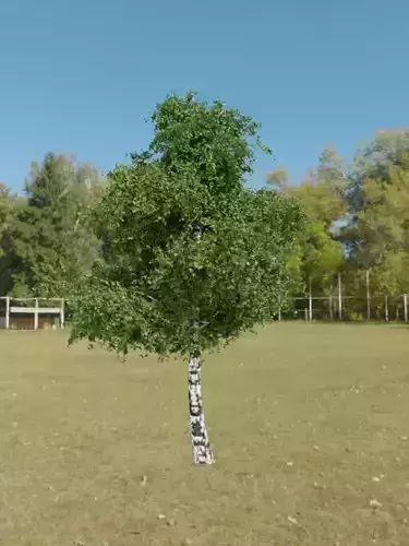 Birch tree with procedural textures