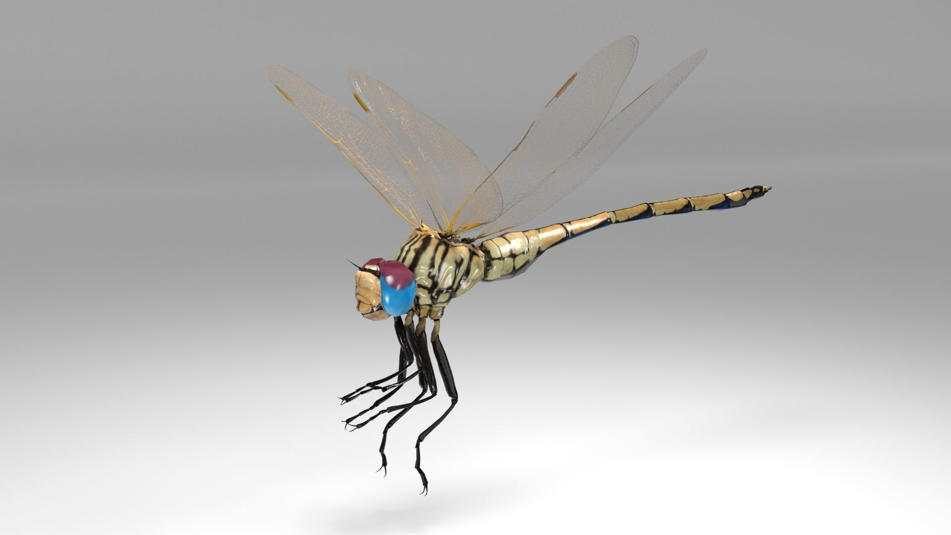 Trithemis Arteriosa Dragonfly - Female Low-poly 3D model_3