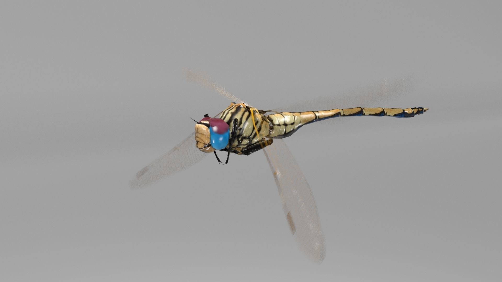 Trithemis Arteriosa Dragonfly - Female Low-poly 3D model_5