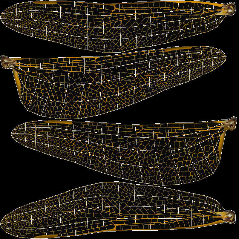 Trithemis Arteriosa Dragonfly - Female Low-poly 3D model_9