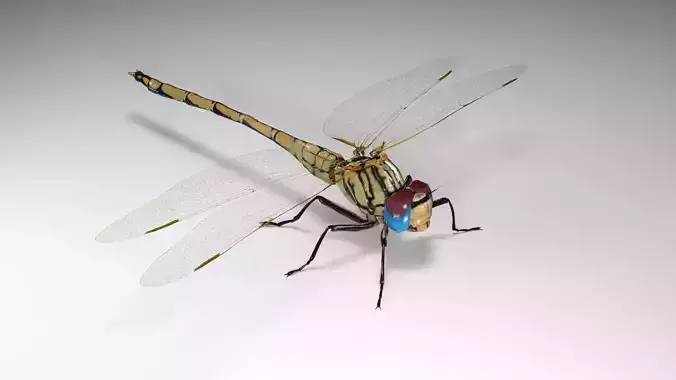 Trithemis Arteriosa Dragonfly - Female Low-poly 3D model