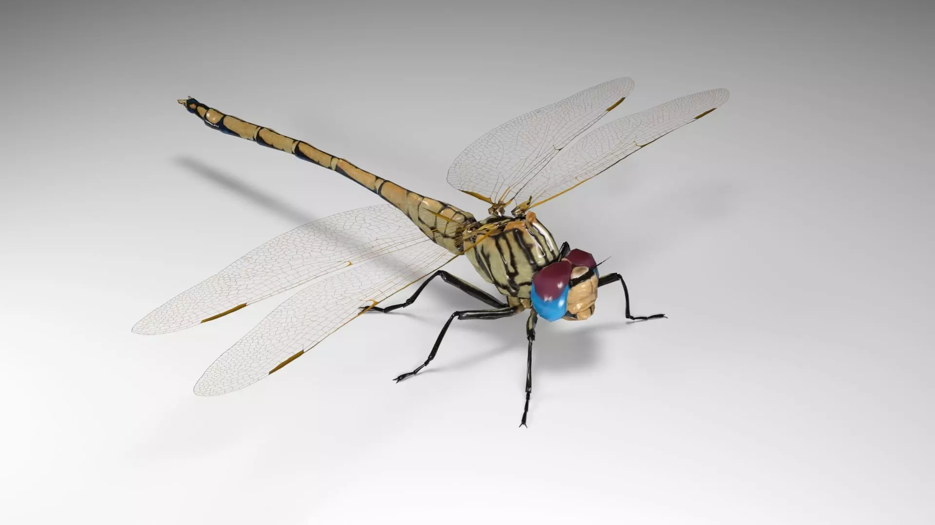 Trithemis Arteriosa Dragonfly - Female Low-poly 3D model_0