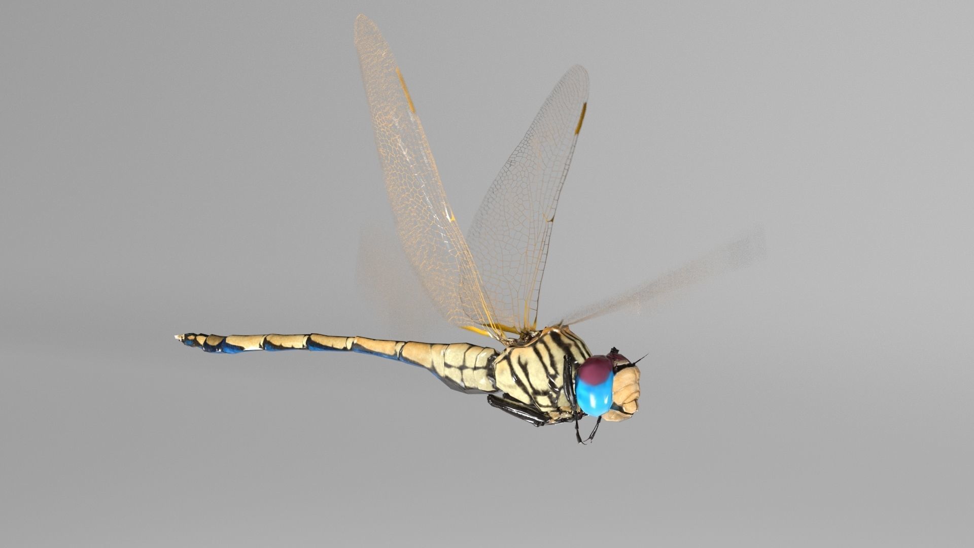 Trithemis Arteriosa Dragonfly - Female Low-poly 3D model_2