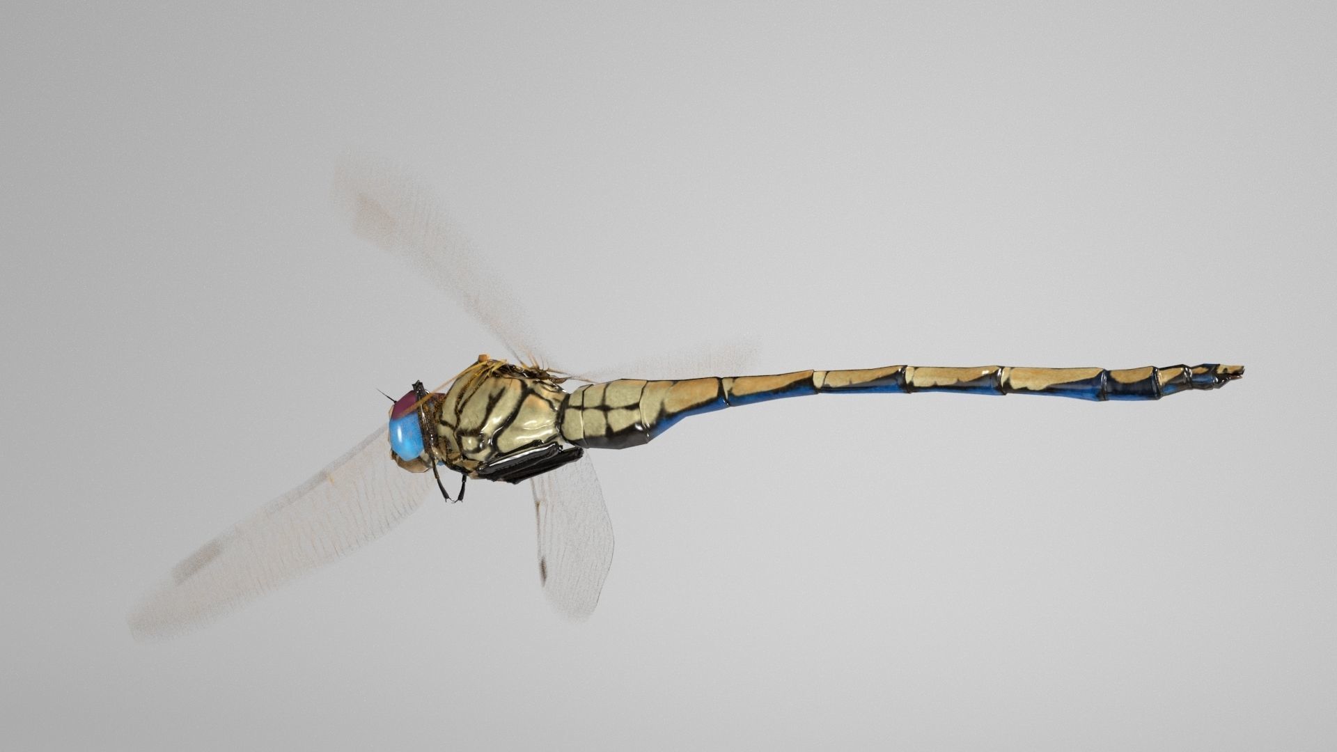 Trithemis Arteriosa Dragonfly - Female Low-poly 3D model_4